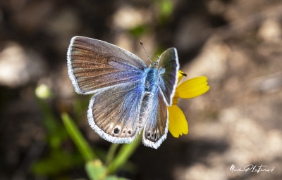 Reakirts Blue Butterfly April 2020